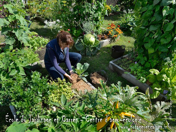 Vers l'autonomie légumière : jardiner au fil des saisons - Le
